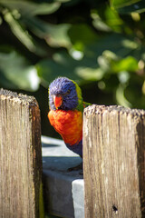 Loriquet de Swainson