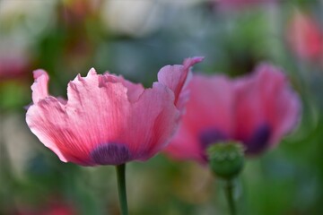 pink poppy flower
