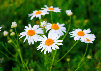 Fototapeta premium Blooming medical chamomile flowers. Camomile natural daisy flowers, field flowers. Field wide background. Summer Daisies. . Alternative medicine. Spring flower background. Beautiful meadow