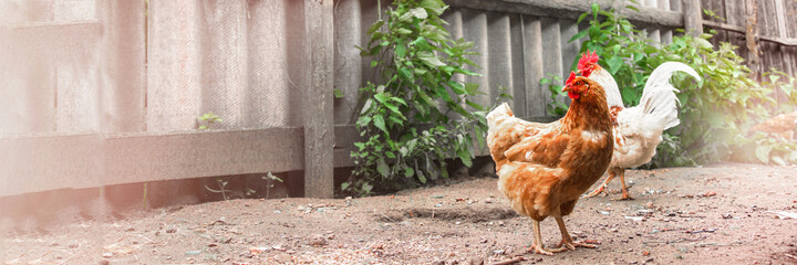 brown hen and white rooster wander on village yard ground