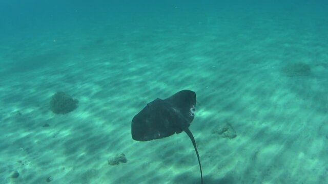 diving, reef, underwater, ray, diver, marine, deep, behavior, being, biology, dive, evolution, mexico, pacific, research, scenery, science, scuba, swim, wet, aqua, climate change, close up, devil, dro
