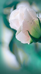 Close up view of a beautiful white rose isolated on blur background.