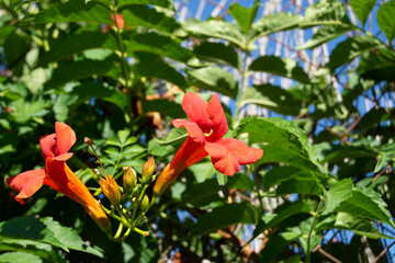 Flores de nasturtium en verano