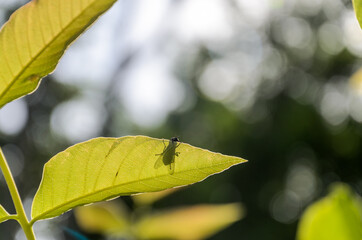 Silhouette of a fly on a plant leaf