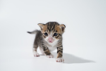 Tabby Cat kitten posing on white background tiger marble stripe