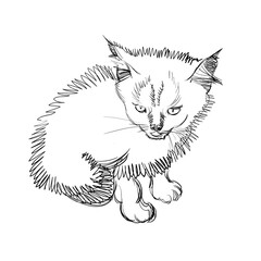 Vector Illustration of Adorable Cat. Sketched Little Cute Kitten. Monochrome Freehand Drawing. Kids Style Graphic. Stylized Cartoon Beautiful Kitty. Realistic Pen Drawing Imitation. Animal Art.