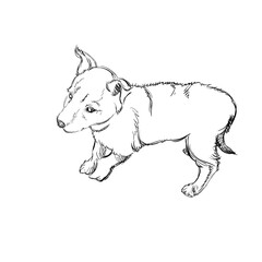 The Portrait of a Cute Little Puppy White Background. Monochrome Vector Illustration of a Beautiful Sketched Small Dog. Free Hand Draw. Freehand Realistic Drawing. Linear Sketch. Animal Art
