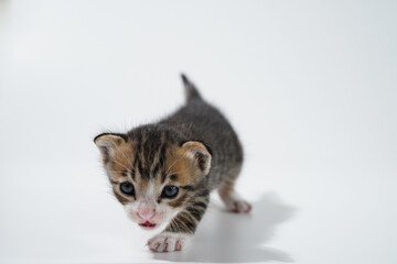 Tabby Cat kitten posing on white background tiger marble stripe