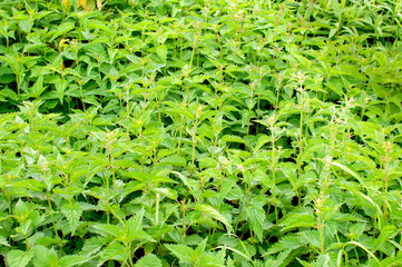 Stinging nettles or urtica medical herb close up, colorful and vivid plant, natural texture or background.