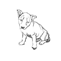 The Portrait of a Cute Little Puppy on White Background. Monochrome Vector Illustration of a Beautiful Sketched Small Dog. Free Hand Draw. Freehand Realistic Drawing. Linear Sketch. Animal Art