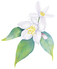 Watercolor  Lemons flower bloom blossom branch illustration high resolution on white background
