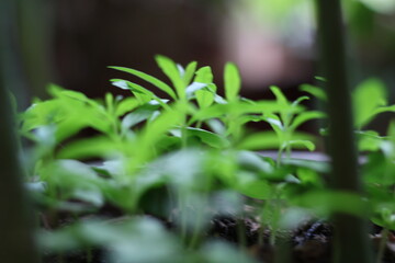 Nature