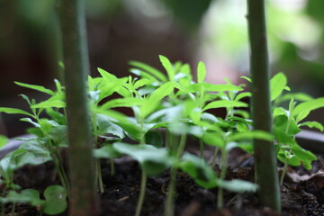 Nature
