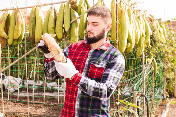 Male farmer gardening holding harvest of Bitter melon or Luffa plants