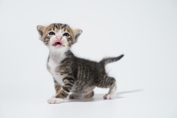 Tabby Cat kitten posing on white background tiger marble stripe