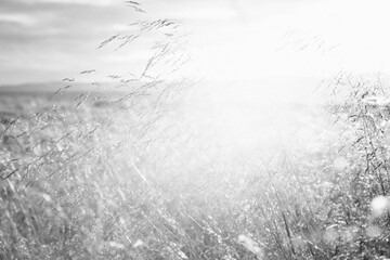 Grassy field in sunlight in countryside