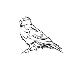 Vector Illustration of a Seagull. Sketched Little Waterfowl. Monochrome Freehand Drawing. Linear Graphic. Stylized black and White Beautiful Bird. Realistic Pen Drawing Imitation. Animal Art.