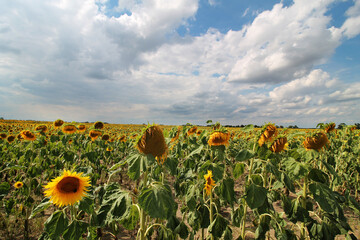 sunflowers field and summer sky with clouds before storm