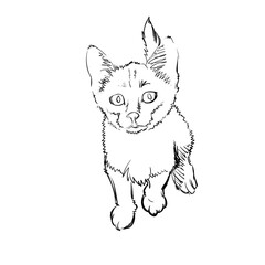 Vector Illustration of Adorable Cat. Sketched Little Cute Kitten. Monochrome Freehand Drawing. Kids Style Graphic. Stylized Cartoon Beautiful Kitty. Realistic Pen Drawing Imitation. Animal Art.
