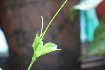 Nature