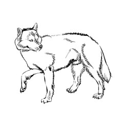 The Portrait of a Cute Shaggy Dog on  White Background. Vector Illustration of a Beautiful Sketched Siberian Husky,. Freehand Monochrome Drawing. Linear Sketch. Realistic Style. Animal Art for Kids