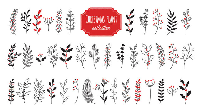 Hand drawn vector christmas floral elements. Branches and plants botanical collection. Element isolated on white background.
