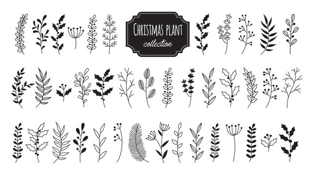 Set hand drawn vector christmas floral elements. Branches and plants botanical collection. Element isolated on white background.
