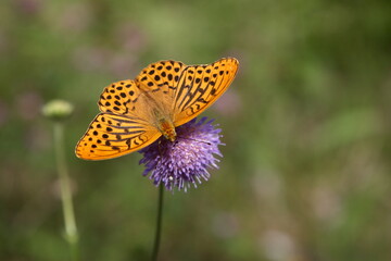 butterfly on a flower in the forest