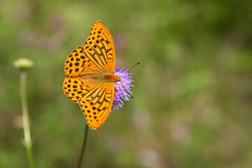 butterfly on a flower in the forest