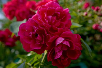 red rose in the garden