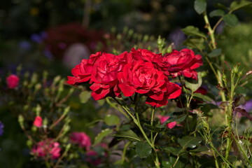 red rose in the garden