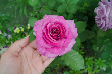 Pink rose bush in english garden. Pink rose background. Rose Princess Alexandra of Kent