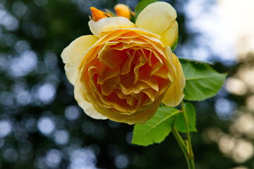 yellow rose in the garden