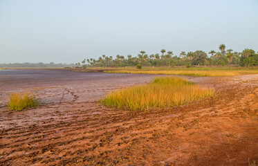 Fototapeta na wymiar rice fields of Bissau