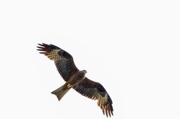 red tailed hawk