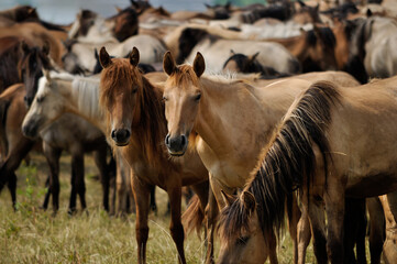 Fototapeta premium herd of horses