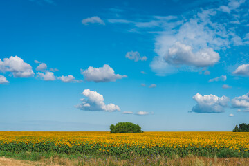 A huge field of sunflowers against a blue sky with clouds