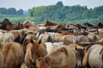 herd of cows
