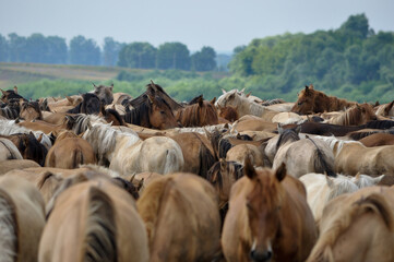 herd of cows