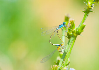 
two dragonflies on a green branch background with place for text