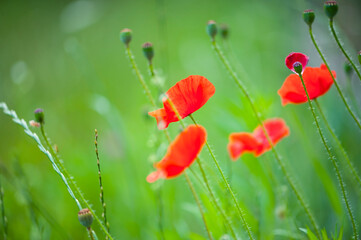 
background green grass and red poppy flowers