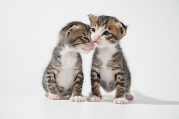 Tabby Cat kitten posing on white background tiger marble stripe