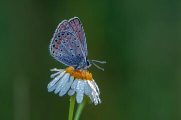Polyommatus icarus small blue butterfly in the early morning in dew on a daisy flower