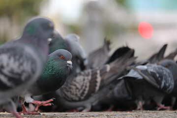 Group of foraging rock doves or pigeons, columba livia sitting on the ground in front of a blurry urban scenery in Berlin