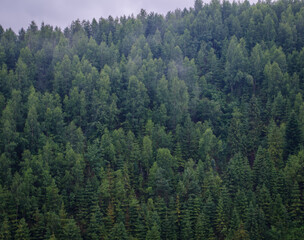 Beautiful green  forest mountains wiht fog