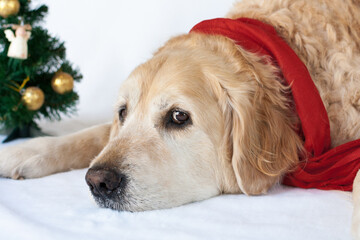 Golden retriever wearing red scarf. Christmas theme.