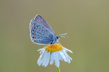 The  blue butterfly Polyommatus icarus covered with dew sits on a summer morning on a daisy flower