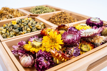 Tibetan chrysanthemum