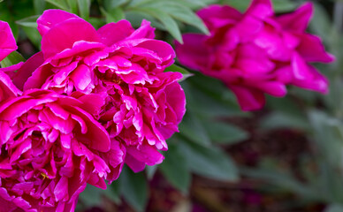 Macro photo of big pink peony in summer garden.