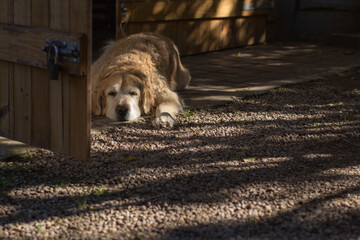 Golden retriever sleeping outdoors in shade